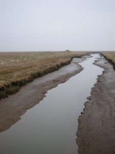 Marsh between Donna Nook and Cleethorpes