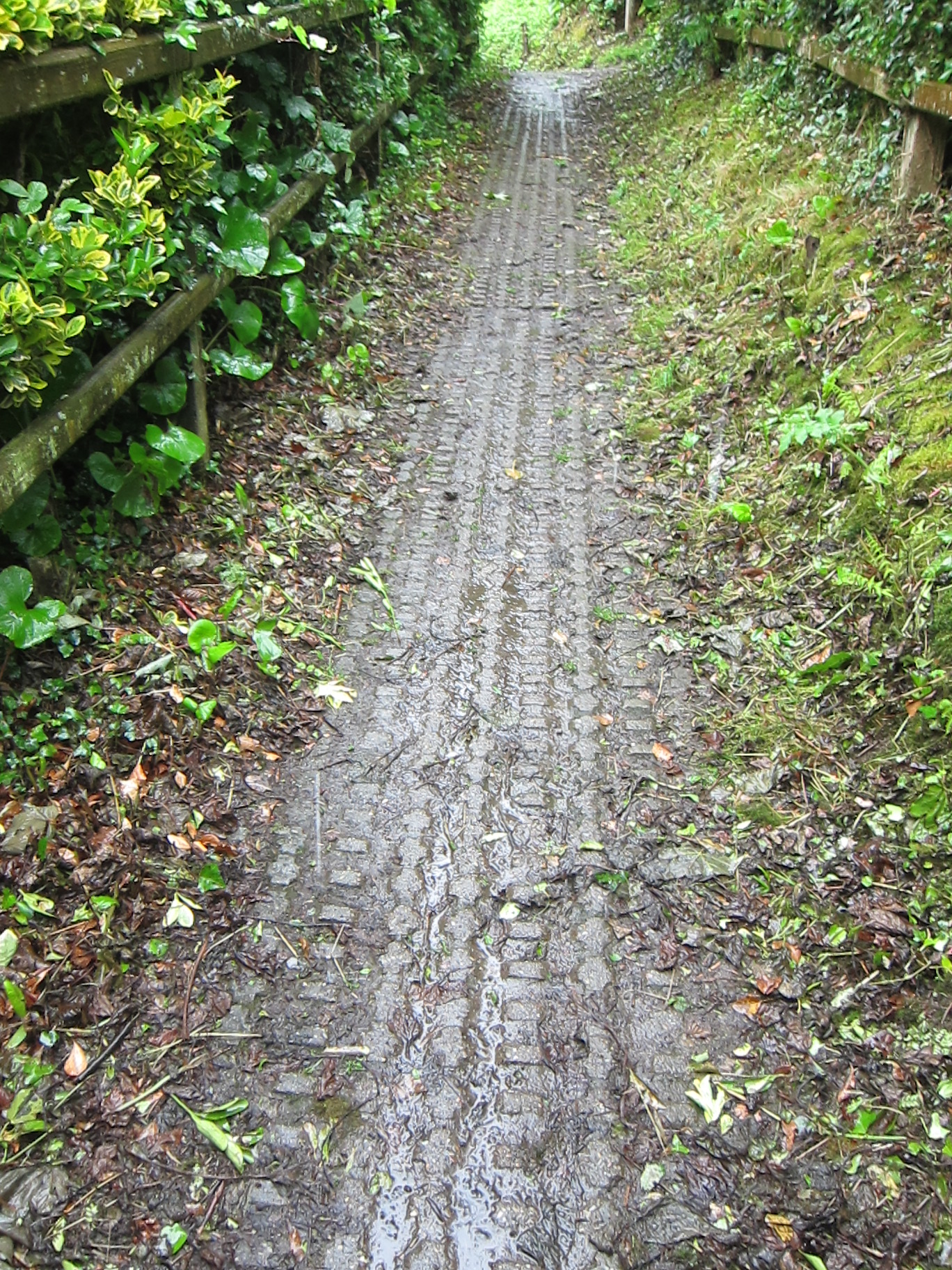 Path above Tenby