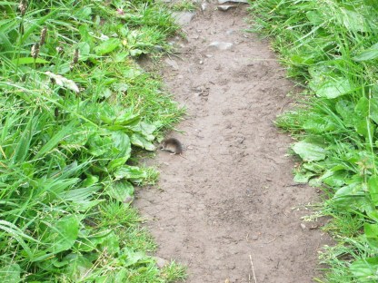 Shrew on path west of Dinbycch-y-Pysgod